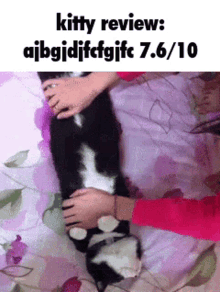 Cat Kitty GIF - Cat Kitty Review GIFs