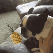 Hilarious Boston Terrier GIF - Hilarious Boston Terrier Puppyfunny GIFs