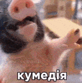 a close up of a pig 's face with a caption in a foreign language .
