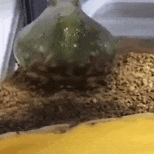 a close up of a frog sitting on top of a pile of food in a glass container .