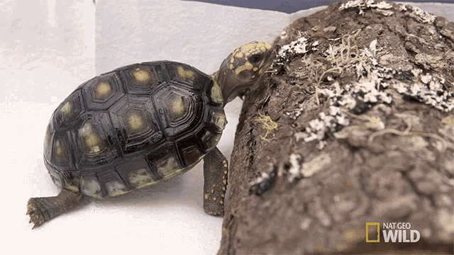 Tiny turtle : r/gifs