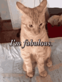 Im Fabulous Fabulous Cat GIF - Im Fabulous Fabulous Fabulous Cat GIFs