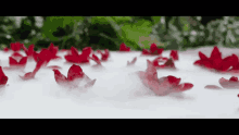red rose petals are floating in a pool of water