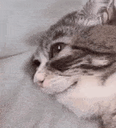 a cat is laying on a bed with its eyes closed .