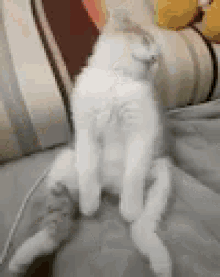 Sleepy Cat GIF - Sleepy Cat Kitten GIFs