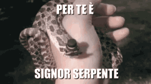 Signor Serpente Serpe Rispetto Cappello Baffi Animali Buffi GIF