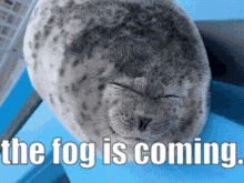 The Fog Is Coming Seal GIF - The Fog Is Coming Seal GIFs