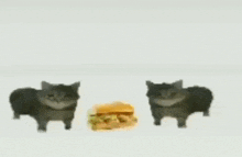 This Is A Sandwich Cat GIF - This Is A Sandwich Cat Cat Meme GIFs