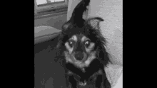 a black and white photo of a small dog laying on a couch .