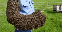 Bee Bees GIF - Bee Bees Swarm GIFs