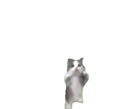 a gray and white cat is standing on its hind legs on a white background