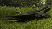 Rolling In Grass - How To Train Your Dragon GIF