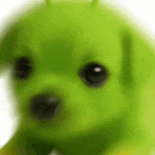 a close up of a green puppy with a white background