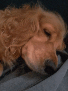 Stupid Dog GIF - Stupid Dog Sleeps GIFs