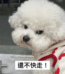 a small white dog wearing a red and white sweater with chinese writing