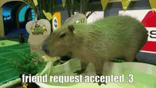 friend request accepted friend request accepted colon three capybara