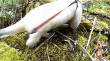 a white dog with a red leash is laying on a mossy surface