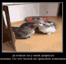 a cat and a rabbit are playing with each other in a room