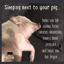 Wobble Sleep Next To Your Pig GIF - Wobble Sleep Next To Your Pig Shuman GIFs