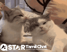 two cats are looking at each other in a star tamil chat ad