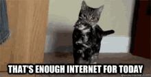 Internet Cats GIF - Internet Cats Enough GIFs