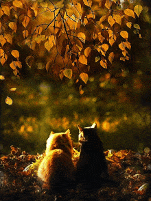 осень листья GIF - осень листья котики GIFs