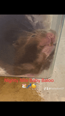 Sleep Syrian Hamster GIF - Sleep Syrian Hamster Nighty Night GIFs