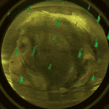 a close up of a green circle with a few letters on it