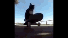 Cat Spin Spin GIF - Cat Spin Spin Cat GIFs