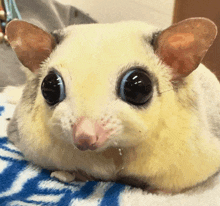 a close up of a small animal laying on a blue and white blanket with the word ice on it