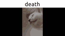 Death Cat GIF - Death Cat GIFs