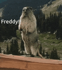 Freddy Marmota GIF - Freddy Marmota GIFs