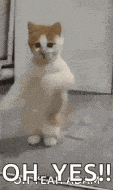 a cat is standing on its hind legs with its paws up .