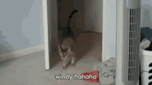 a cat walking through a doorway with the words windy hahaha written on the bottom