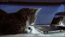 Meowwww Cat GIF - Meowwww Cat Fml GIFs