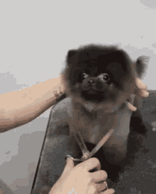 grooming dance happy cut hair dog