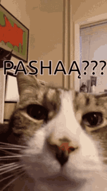 pasha cat