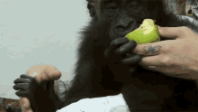 Eating An Apple How One Orphaned Gorilla Inspired Her To Save Hundreds More GIF - Eating An Apple How One Orphaned Gorilla Inspired Her To Save Hundreds More World Gorilla Day GIFs