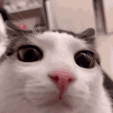 Cat Cat Eyes GIF