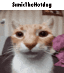 a close up of a cat with the words " sanic the hotdog " above it