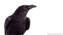 Crow Fly GIF - Crow Fly GIFs