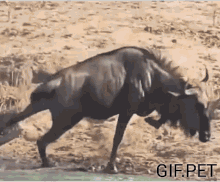 Wildebeest Bitten GIF - Wildebeest Bitten Crocodile GIFs