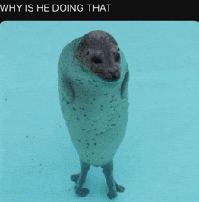 a seal is standing in the water with a caption that says why is he doing that
