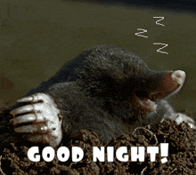 Mole Ground Mole GIF - Mole Ground Mole Good Night Mole GIFs