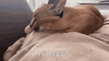 Hi Travis Hello Travis GIF