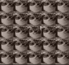 Cat Expl GIF - Cat Expl Cat GIFs