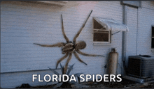 Australia Spider GIF - Australia Spider Scary GIFs