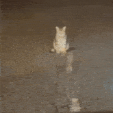a cat is sitting on the ground looking at something