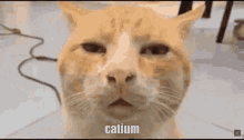 Catium High GIF - Catium High Cat GIFs