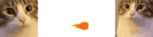 cat chomp fireball cat chomp fireball